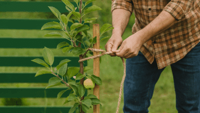 Come proteggere le piante dal vento: strategie pratiche per l’inverno