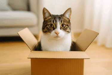 Perché i gatti amano le scatole? Il parere del veterinario (e della scienza)