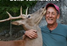 Addio a Bambi, il cervo simbolo della Valmalenco: la sua storia commuove l’Italia