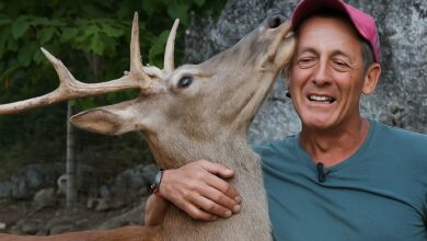 Addio a Bambi, il cervo simbolo della Valmalenco: la sua storia commuove l’Italia