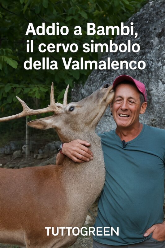 Addio a Bambi, il cervo simbolo della Valmalenco: la sua storia commuove l’Italia