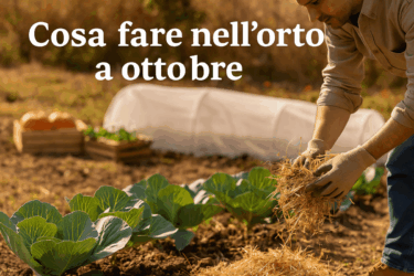 Cosa fare nell’orto a ottobre: semine, raccolti e preparazione all’inverno