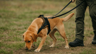 I cani addestrati per ricerca ambientale
