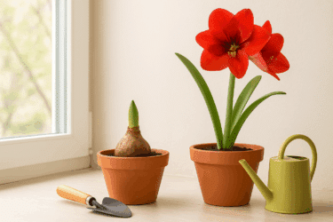 Come piantare e curare l’Amaryllis: il prontuario verde per farlo fiorire ogni anno
