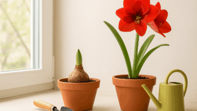 Come piantare e curare l’Amaryllis: il prontuario verde per farlo fiorire ogni anno