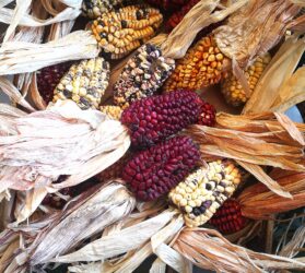 Quante varietà di mais esistono al mondo?