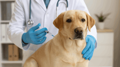 Vaccini per cani: obbligatori, consigliati e perché sono così importanti