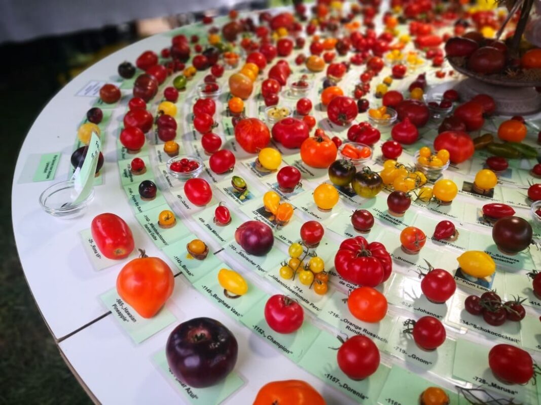 Tutti i tipi di pomodori del mondo: le varietà più diffuse (e le più strane)