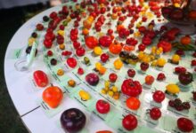 Tutti i tipi di pomodori del mondo: le varietà più diffuse (e le più strane)