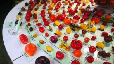 Tutti i tipi di pomodori del mondo: le varietà più diffuse (e le più strane)