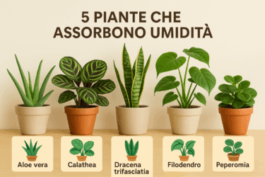 Aria pesante in casa? 5 piante che assorbono umidità e tengono lontana la muffa