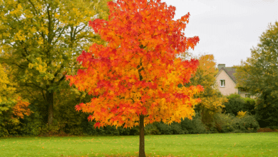 cura del liquidambar