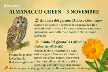 🌿 L’Almanacco Green del 3 novembre: l’allocco e la calendula, i custodi silenziosi dell’autunno