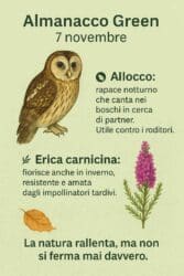 Almanacco Green del 7 novembre: l’allocco e l’erica, la vita silenziosa che anima l’autunno