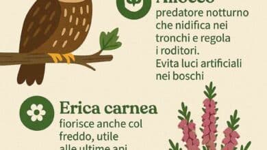 Almanacco Green 9 novembre