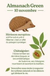 Almanacco Green 10 novembre: il riccio e il castagno, la vita silenziosa dei boschi d’autunno