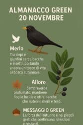 Almanacco Green del 20 novembre: il merlo e l’alloro, la natura che resiste con grazia