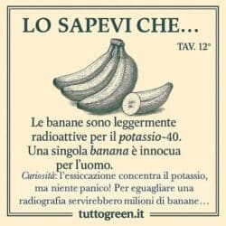 Le banane sono radioattive: ecco cosa non ti hanno mai detto 🍌⚡