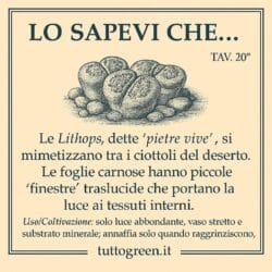 Sembrano sassi… ma sono piante! Il segreto incredibile dei Lithops 🌱🪨