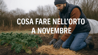 Cosa fare nell'orto a novembre