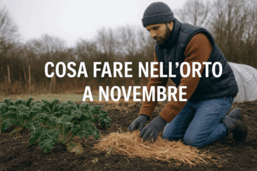 Cosa fare nell’orto a novembre: lavori, semine e protezioni per l’inverno