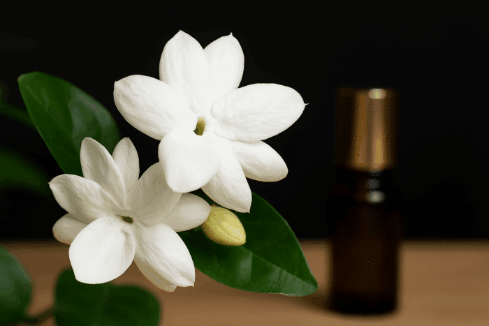 Gelsomino d’Arabia (Jasminum sambac): profumo, usi pratici e una ricetta semplice per casa
