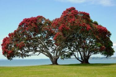 🌺 Albero di Natale della Nuova Zelanda: il Pōhutukawa che fiorisce a dicembre