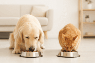 Il cibo per animali è pieno di ormoni, verità o bufala mediatica? Cosa conviene fare