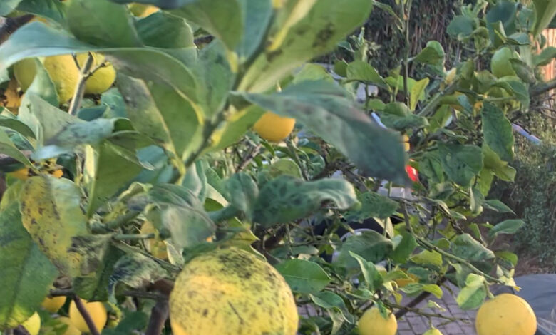 Quando maturano i limoni