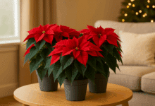 segreti per curare la stella di natale e farla rifiorire