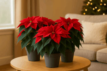 Stella di Natale: tutti i segreti per curarla e farla rifiorire!