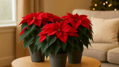 segreti per curare la stella di natale e farla rifiorire