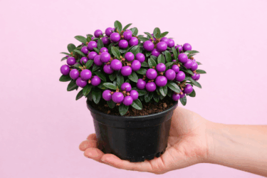 Gaultheria mucronata: la piantina con bacche viola che illumina l’inverno