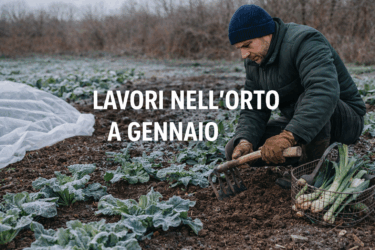 Cosa fare nell’orto a gennaio