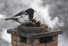 Cosa sono i Giorni della Merla e dove viene la tradizione e perché