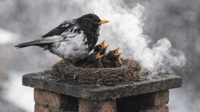 Cosa sono i Giorni della Merla e dove viene la tradizione e perché