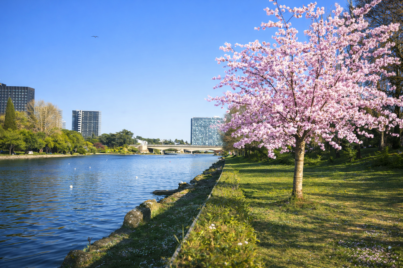 Ciliegi in fiore al Laghetto dell’EUR a Roma durante l’hanami primaverile