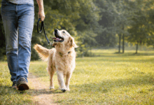 Persona che passeggia con il cane in un parco, attività fisica e benessere legati alla presenza di un animale domestico.