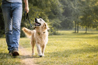 Avere un cane fa vivere più lungo?