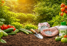 Mano che distribuisce concime minerale granulare su terreno fertile in un orto con pomodori e zucchine