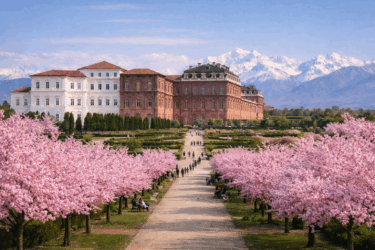 Per poche settimane la Reggia di Venaria si tinge di rosa: lo spettacolo dei ciliegi in fiore