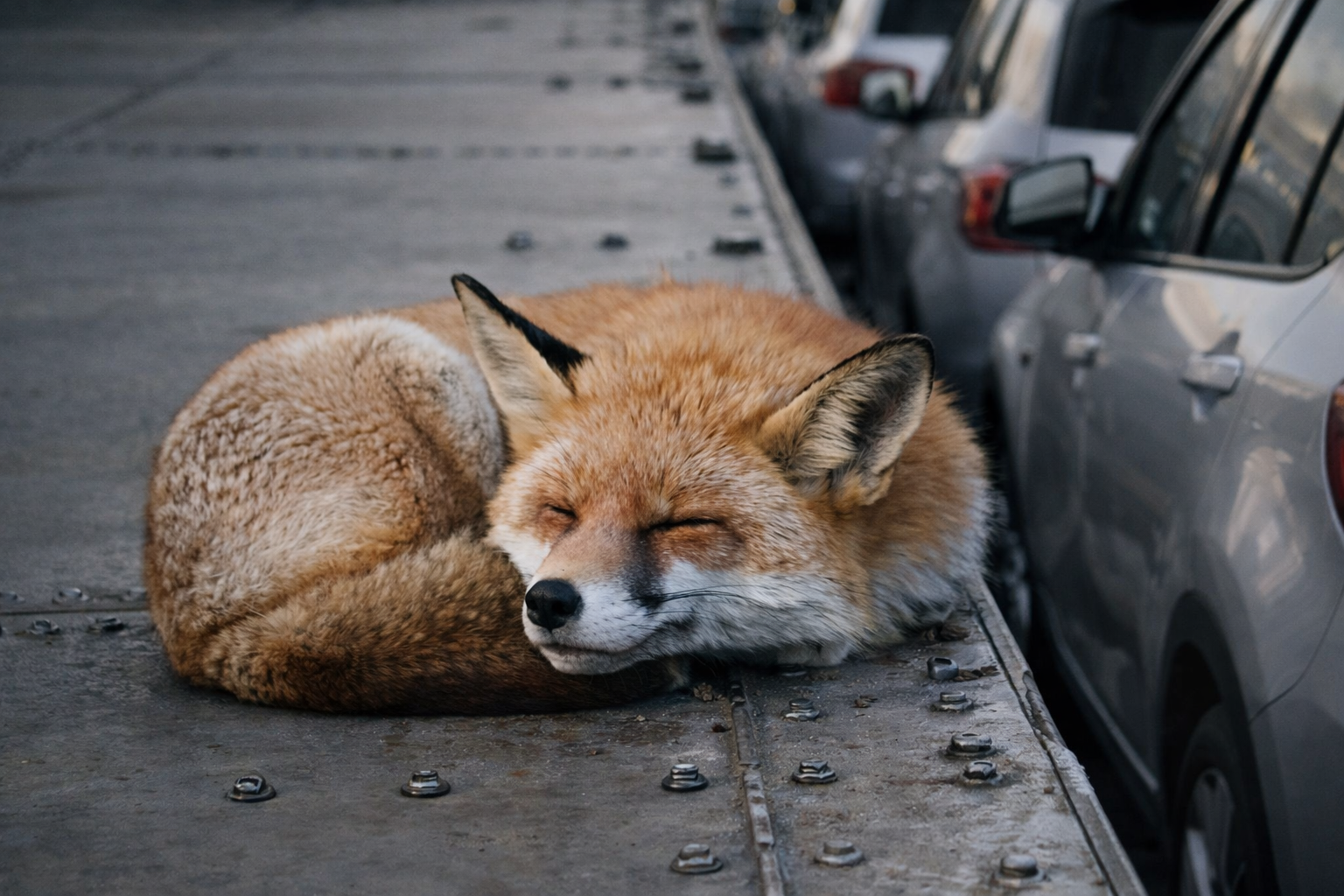 Volpe rossa addormentata su una nave cargo tra auto durante una traversata oceanica