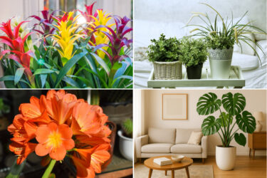 5 piante facili da appartamento per avere verde in casa senza stress