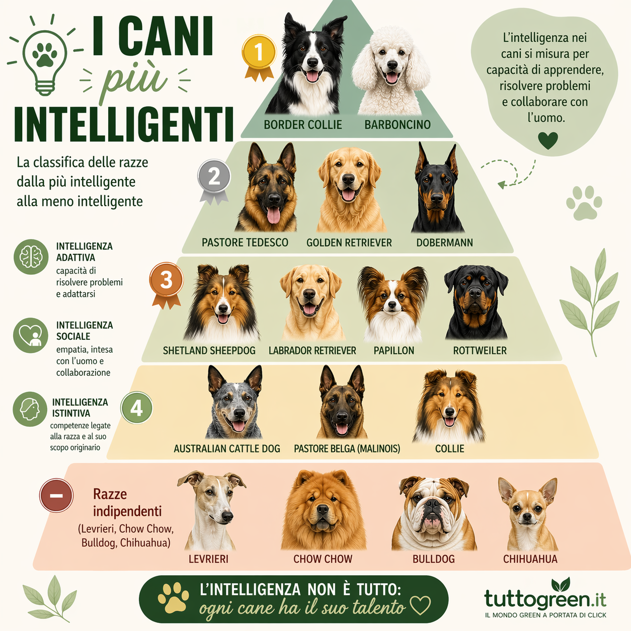 Infografica a piramide sui cani più intelligenti con Border Collie e Barboncino in cima e razze meno obbedienti alla base