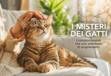 Gatto che fa le fusa mentre viene accarezzato su un divano in casa, scena luminosa e rilassante che trasmette benessere e serenità