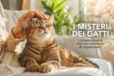 Cosa nascondono i misteriosi comportamenti dei gatti?
