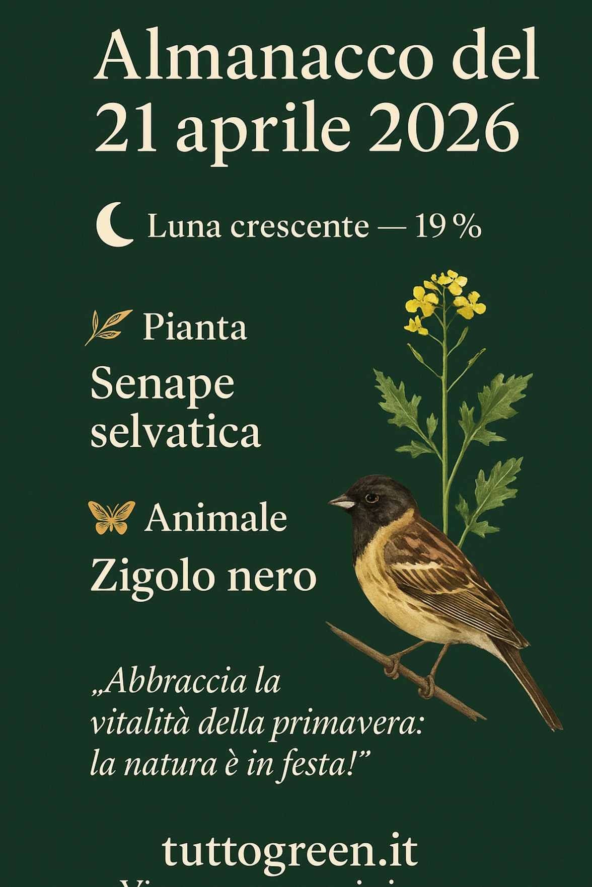 Infografica Almanacco del 21 aprile 2026 — Senape selvatica e Zigolo nero