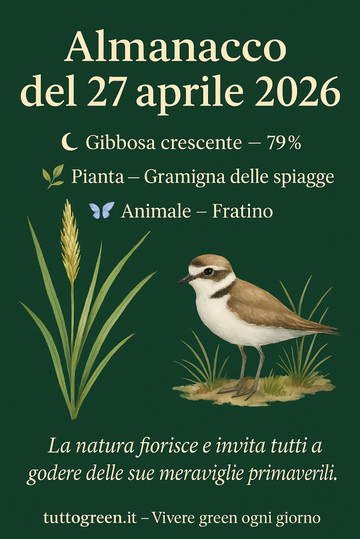 Infografica Almanacco del 27 aprile 2026 — Gramigna delle spiagge e Fratino