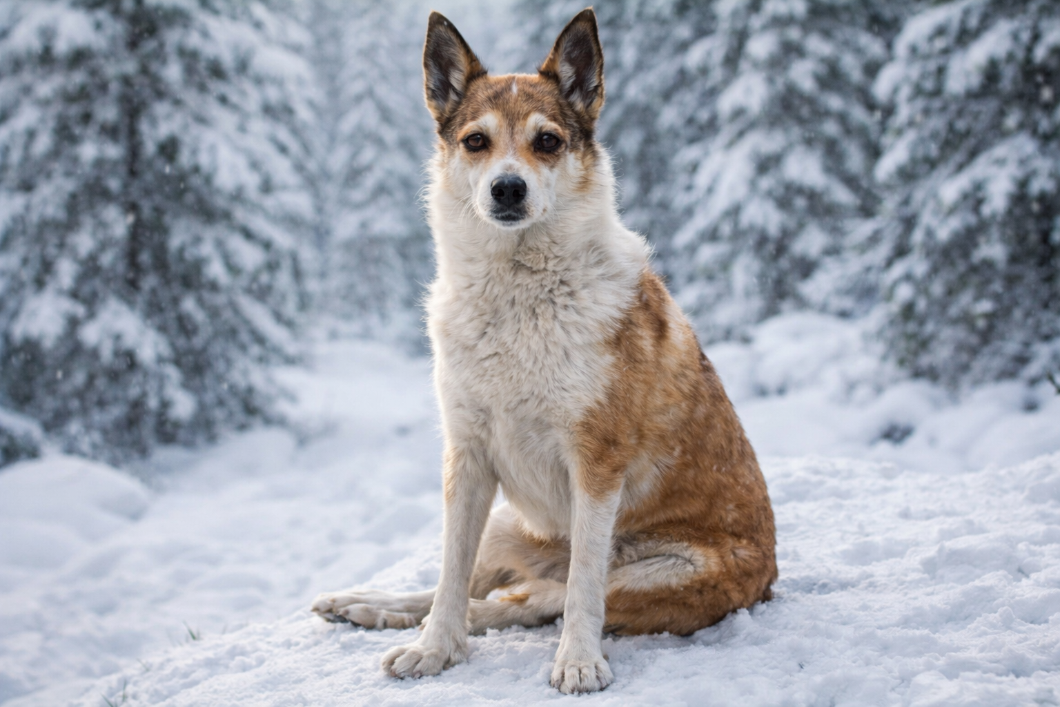Lundehund norvegese seduto nella neve in un bosco innevato, cane raro originario della Norvegia
