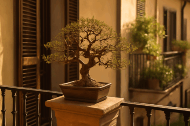 Un bonsai e l’arte della pazienza: scopri come iniziare